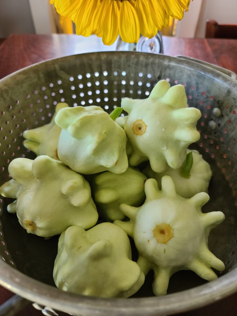 Pineapple Squash Itsy Bitsy Farm